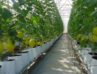 LÀM GIÀU TỪ NÔNG NGHIỆP SẠCH HƯỚNG ĐI BỀN VỮNG VÀ LÂU DÀI