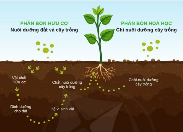Phân biệt phân hữu cơ và phân hóa học Phân biệt phân hữu cơ và phân hóa học