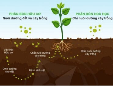 Phân biệt phân hữu cơ và phân hóa học