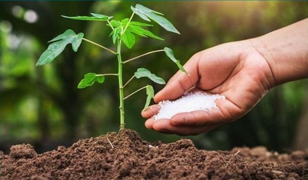 Tác dụng của phân bón hữu cơ trong nông nghiệp