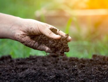 Ưu nhược điểm phân bón hữu cơ