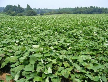 Bón phân và chăm sóc trên cây khoai lang