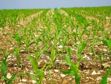 Nguyên nhân đất trồng bị thoái hóa, bạc màu