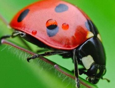 Những loài côn trùng có ích cho cây trồng