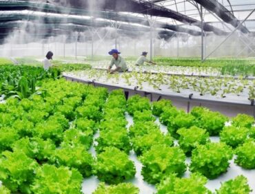 Hướng đến nền nông nghiệp sạch