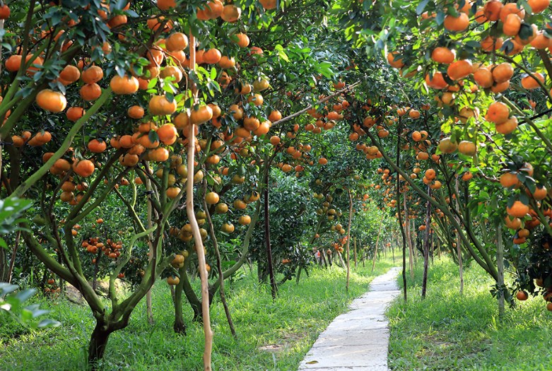 Tăng cường sức khoẻ cây trồng