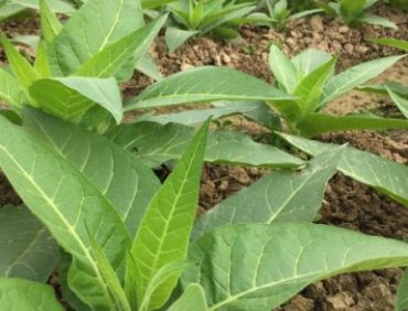 Giải pháp tối ưu cho cây thuốc lá, thuốc lào chất lượng cao