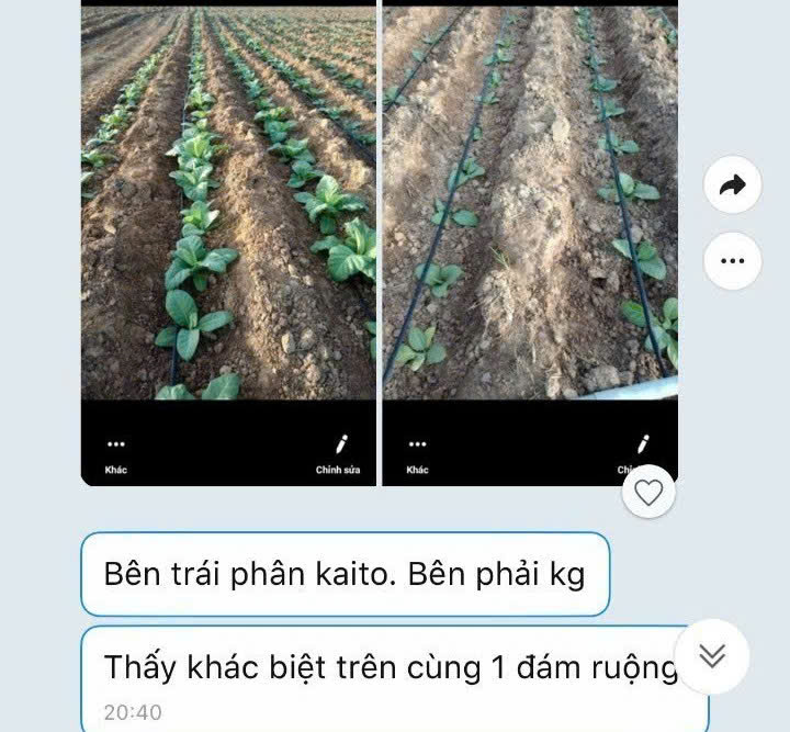 Giải pháp tối ưu cho cây thuốc lá, thuốc lào chất lượng cao