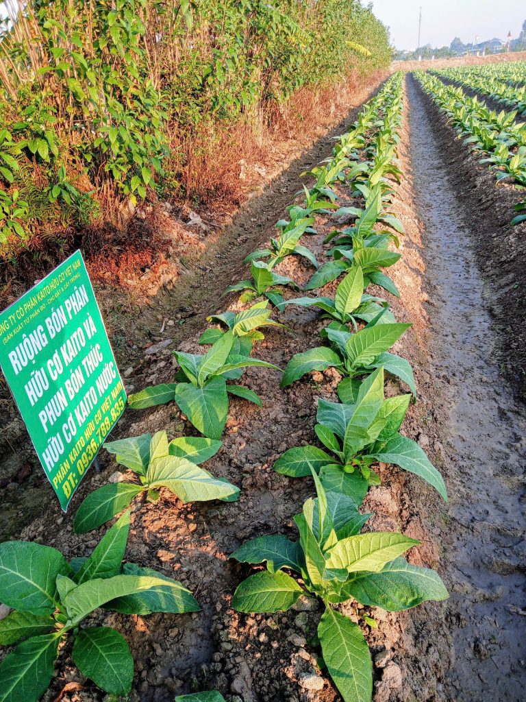 Giải pháp tối ưu cho cây thuốc lá, thuốc lào chất lượng cao
