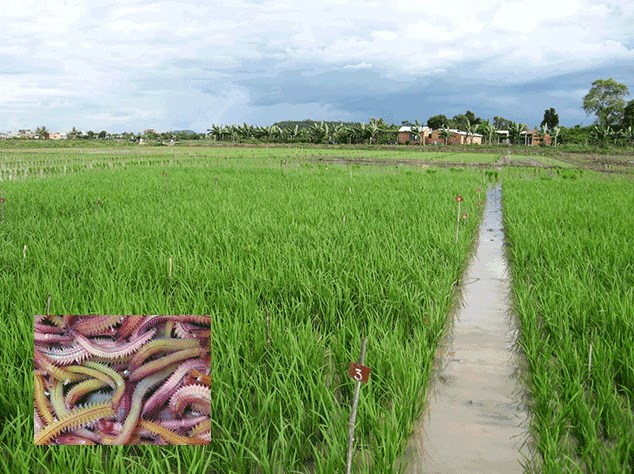 Bí quyết cho ruộng lúa rươi bội thu, chất lượng cao