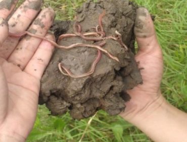 Bí quyết cho ruộng lúa rươi bội thu, chất lượng cao