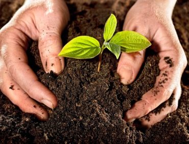 Bí quyết cải thiện chất lượng đất, nâng cao năng suất cây trồng