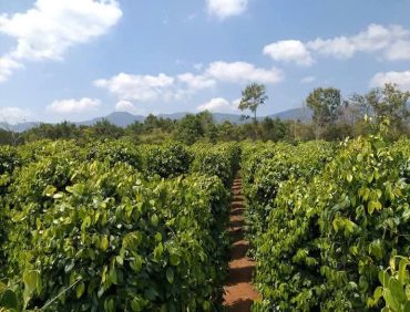 Giải pháp hiệu quả hạn chế tuyến trùng gây hại cây tiêu