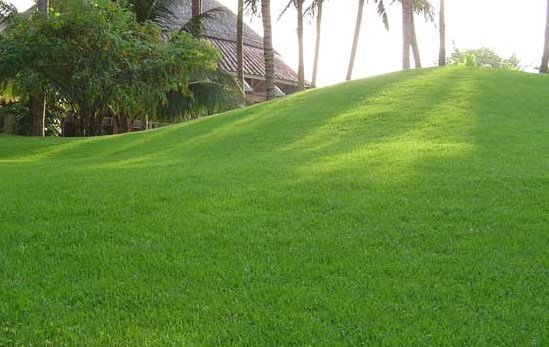 Cỏ - Cùng tìm hiểu về cây cỏ