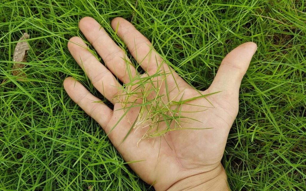 Cỏ - Cùng tìm hiểu về cây cỏ