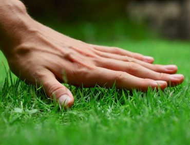 Cỏ – Cùng tìm hiểu về cây cỏ